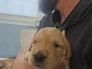 Golden Retriever dogs Golden Retriever Puppy 5 - Ad 16