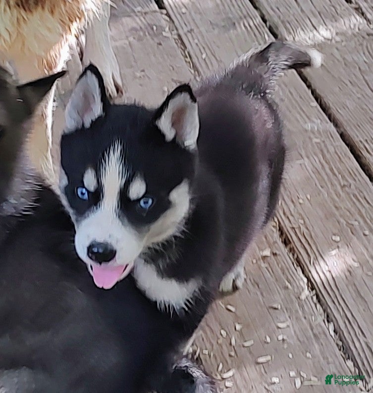 Siberian Husky dogs Sonya's male 5 - Ad 42