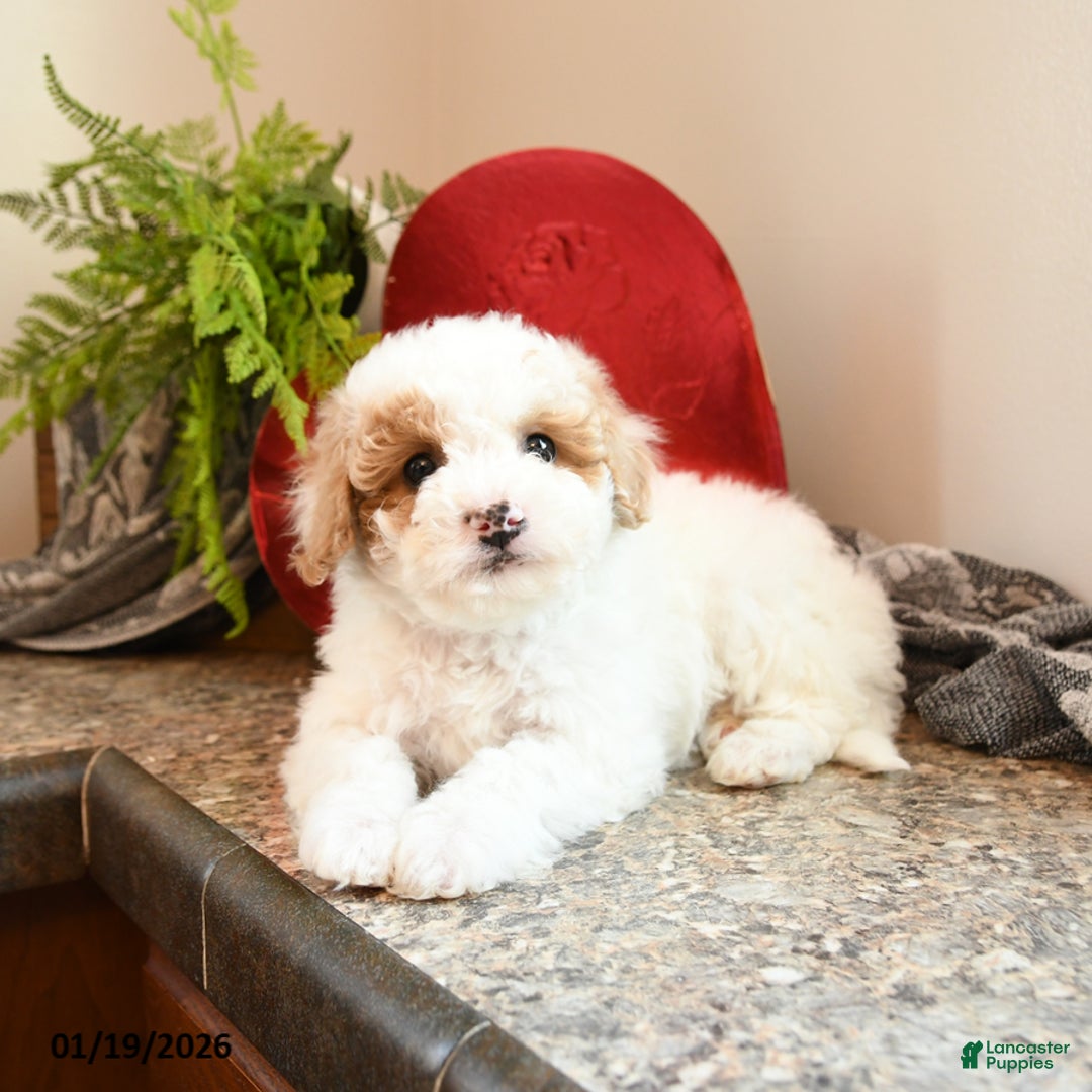 Bichpoo dogs for sale: Benedict - Ad 2