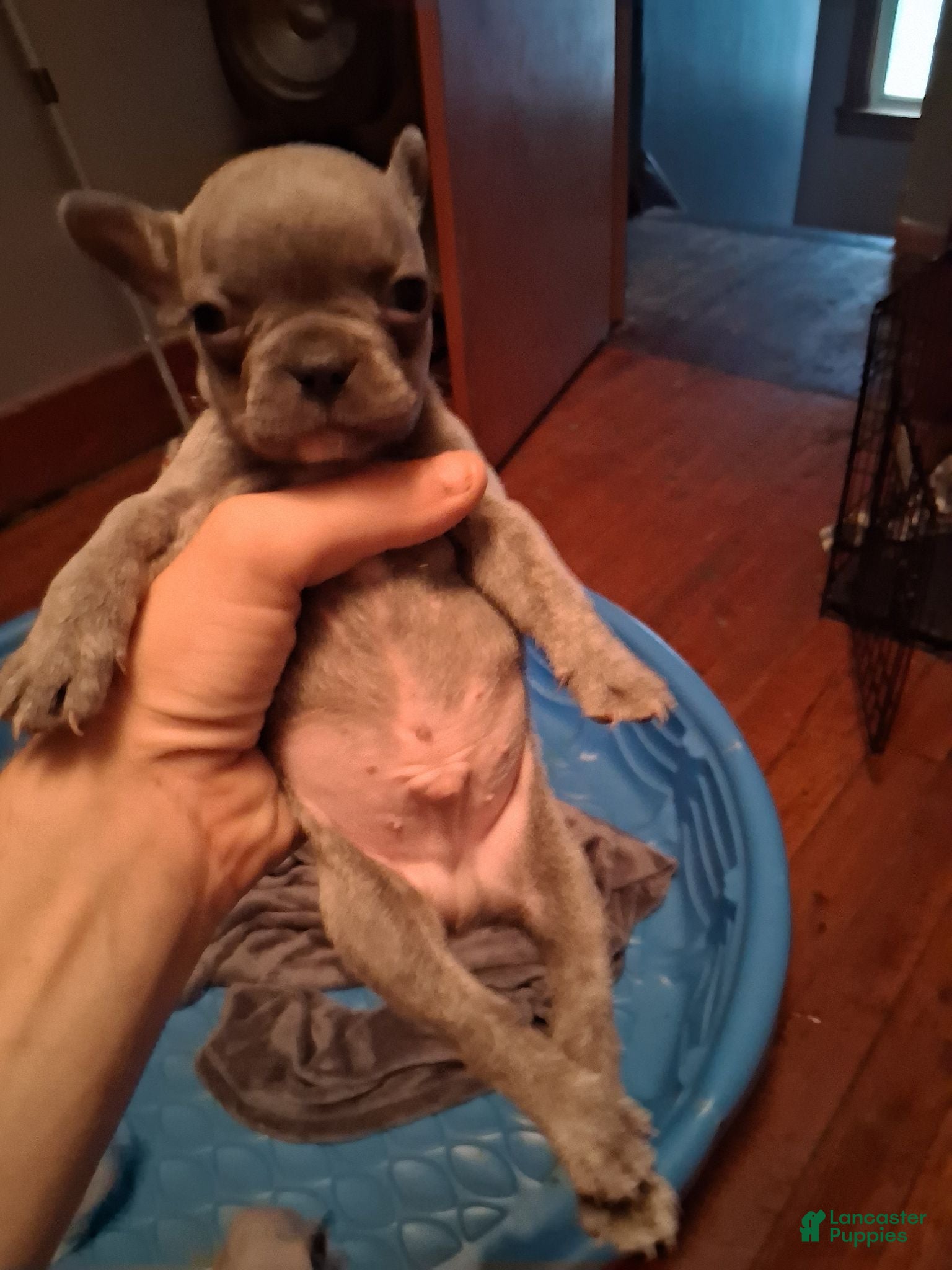 French Bulldog dogs for sale: Bluey - Ad 4