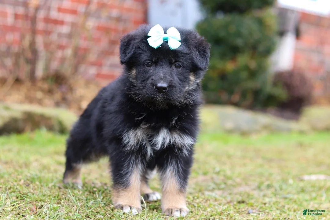 German Shepherd dogs for sale: Arianna - Ad 2