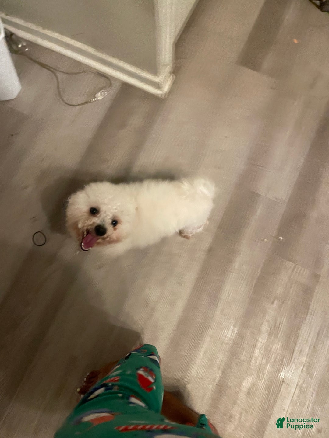 Maltipoo dogs for sale: Maltipoo Puppy 1 - Ad 7