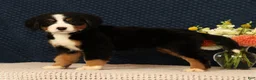 Bernese Mountain Dog dogs for sale: Heather - Ad 7