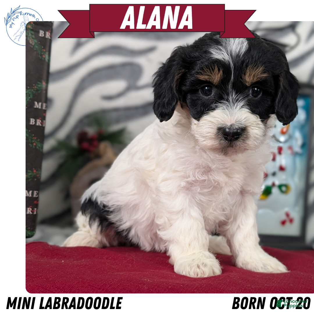 Mixed Breed dogs for sale: Alana - Ad 1