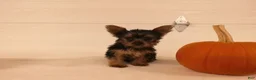 Yorkshire Terrier dogs for sale: Mia  - Ad 3