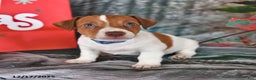 Jack Russell Terrier dogs for sale: Oscar - Ad 4