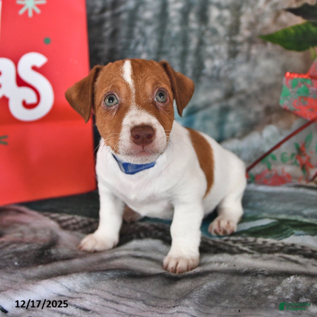 Jack Russell Terrier dogs for sale: Oscar - Ad 4