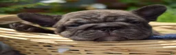 French Bulldog dogs for sale: Ned - Ad 4