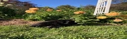 Newfoundland dogs for sale: Roses - Ad 2