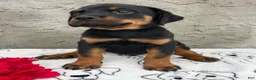 Rottweiler dogs for sale: Ridge - Ad 3