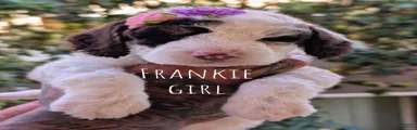 FRANKIE GIRL
