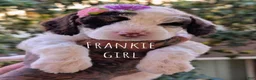 Mixed Breed dogs for sale: FRANKIE GIRL - Ad 1