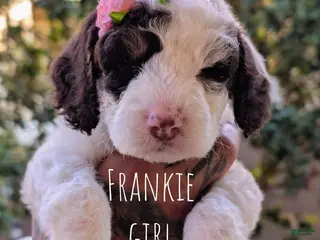 Mixed Breed dogs FRANKIE GIRL - Ad 12