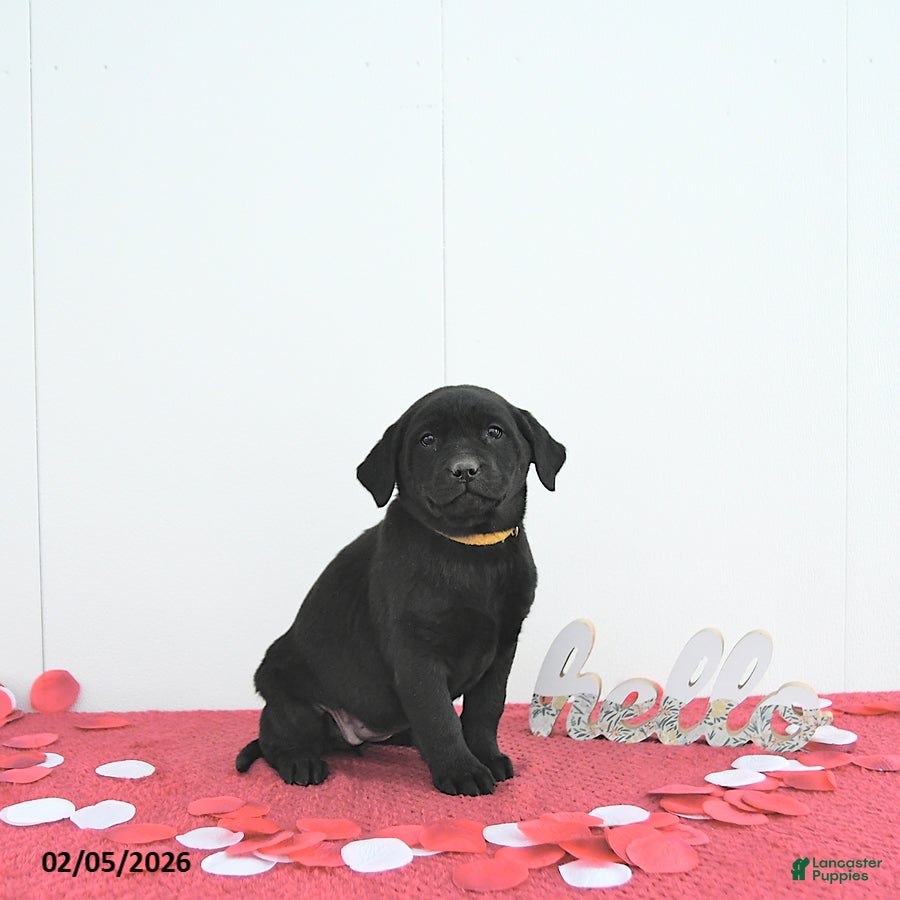 Labrador Retriever dogs Skye - Ad 2