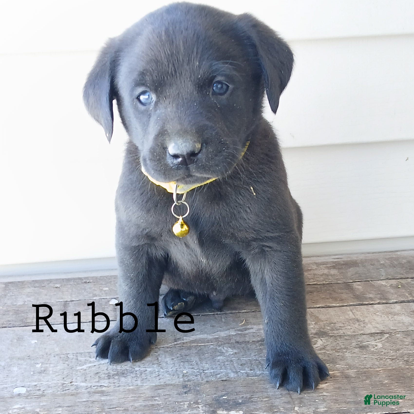 Labrador Retriever dogs RUBBLE - Ad 26