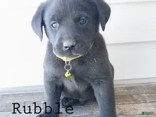 Labrador Retriever dogs RUBBLE - Ad 26