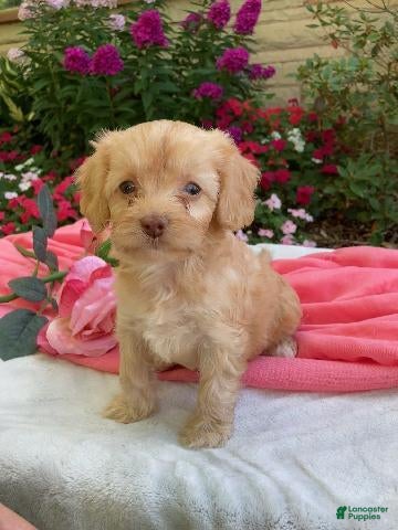 Cavapoo dogs Apphia - Ad 1