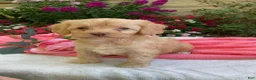 Cavapoo dogs for sale: Apphia - Ad 6