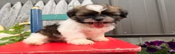 Shih Tzu dogs for sale: Queenie Shih Tzu  - Ad 5