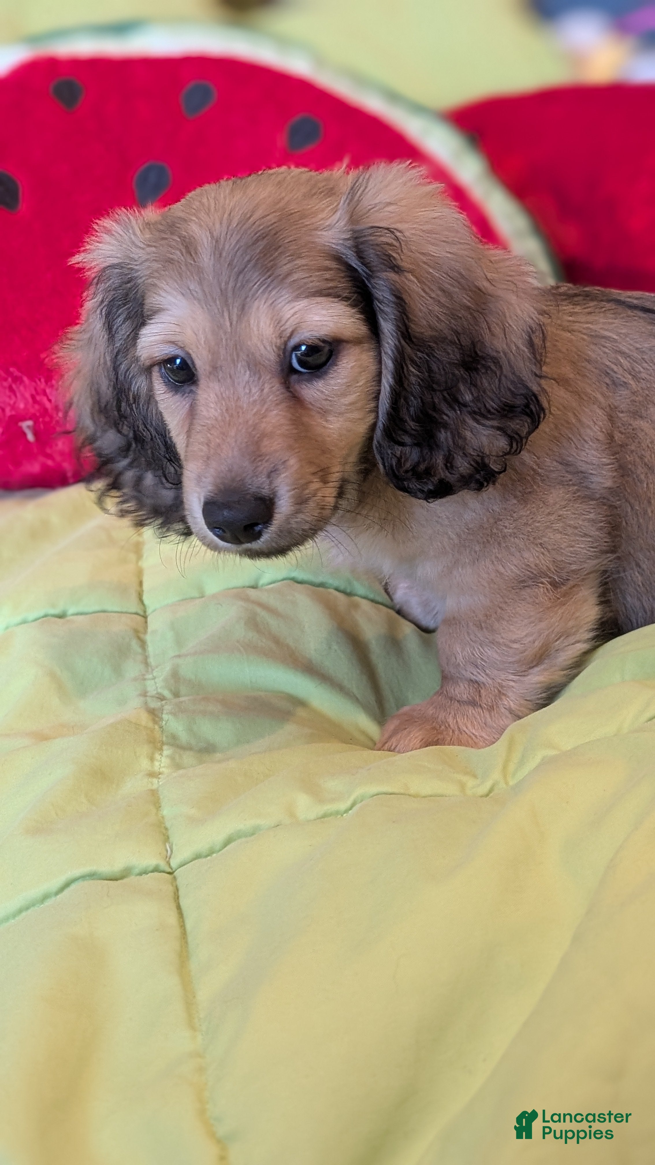 Miniature Dachshund dogs Jiff - Ad 2