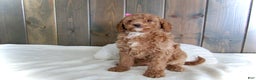 Mini Goldendoodle dogs for sale: Chloe - Ad 6