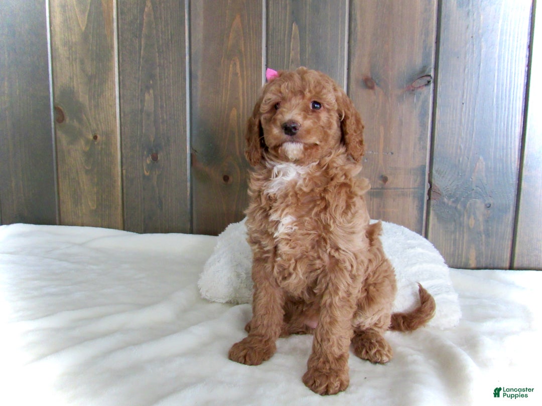 Mini Goldendoodle dogs for sale: Chloe - Ad 6