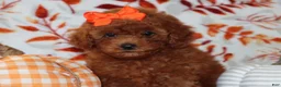 Toy Poodle dogs for sale: Poppy  - Ad 5