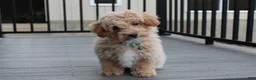 Bichpoo dogs for sale: Rio - Ad 6