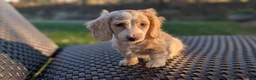 Miniature Dachshund dogs for sale: Pumpkin spice latte - Ad 2
