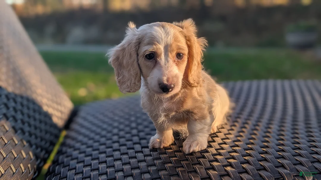 Miniature Dachshund dogs for sale: Pumpkin spice latte - Ad 2