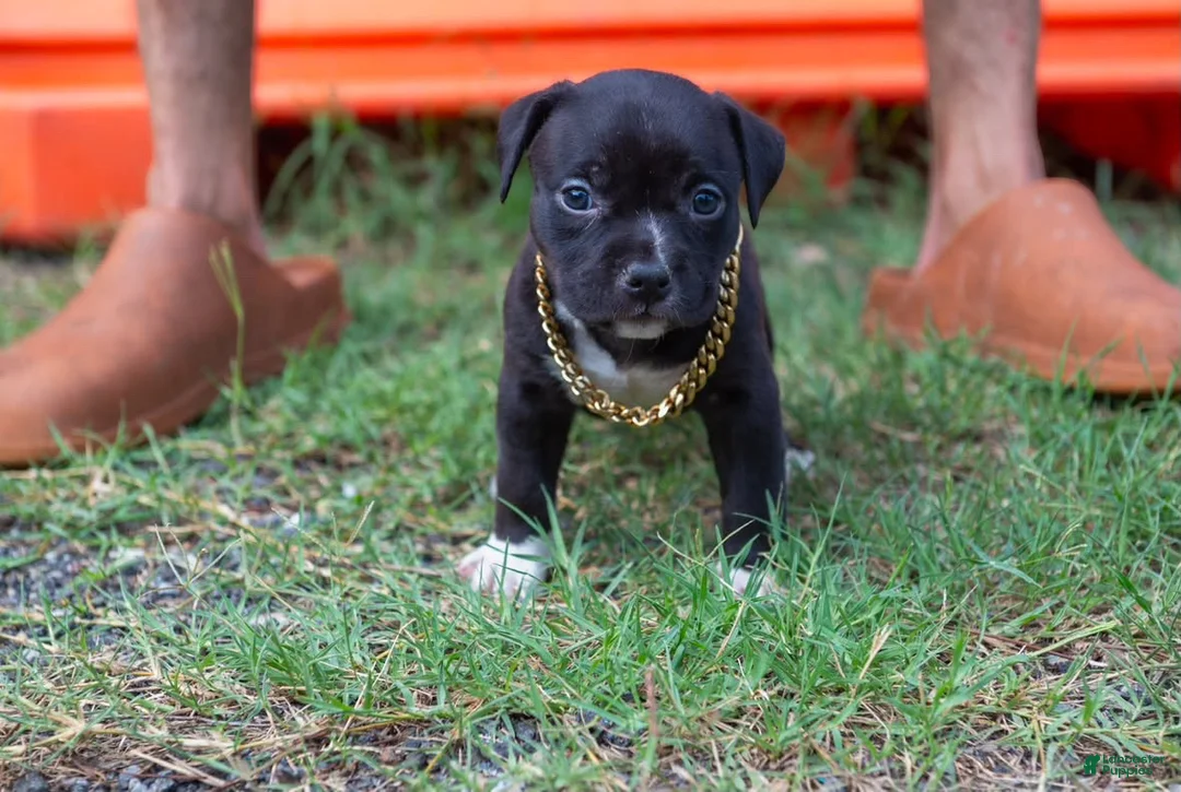 American Pit Bull Terrier dogs for sale: American Pit Bull Terrier 1 - Ad 1