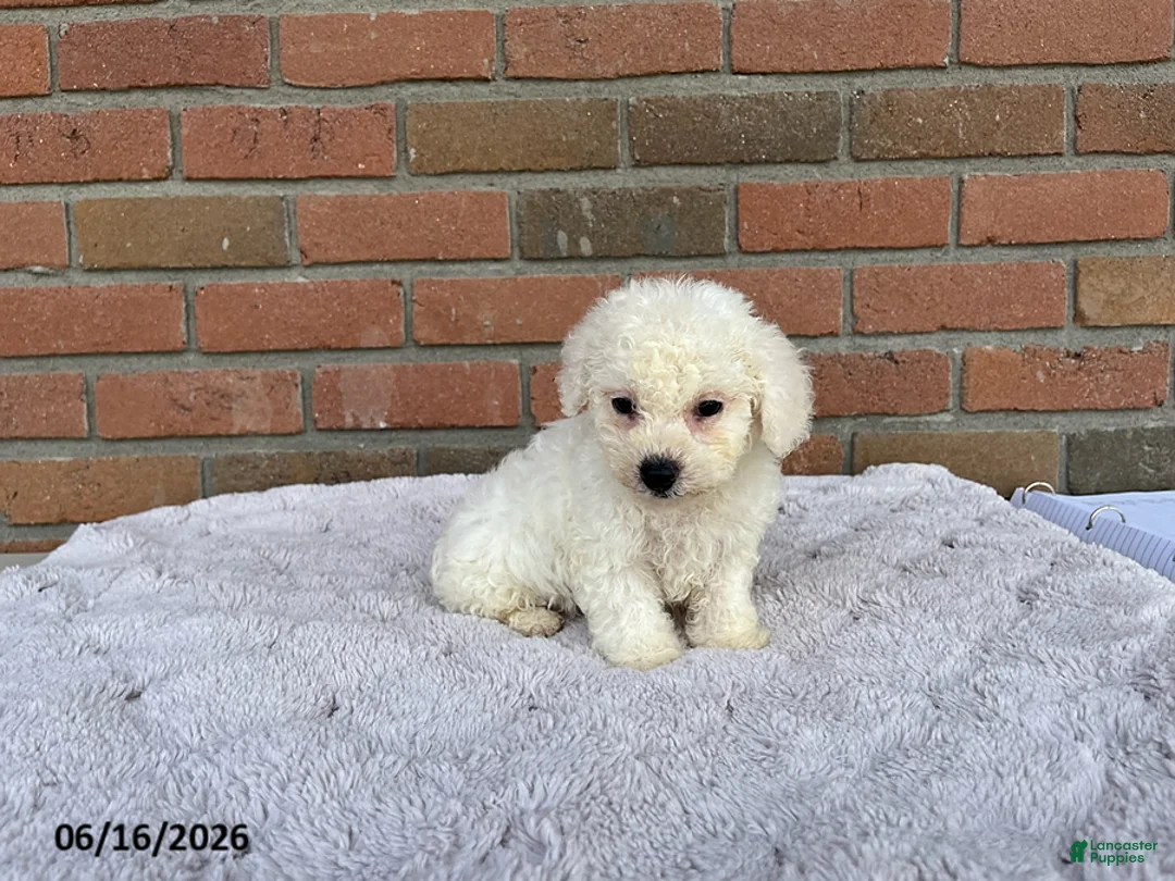 Bichon Frise dogs for sale: Rex - Ad 3