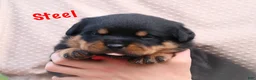Rottweiler dogs for sale: Steel w a Long Tail  - Ad 4