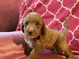 Mixed Breed dogs Gatsby- AKC Genetically Tested Parents - Ad 14