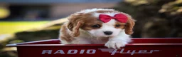 Cavalier King Charles Spaniel dogs for sale: Princeton🐶 - Ad 11