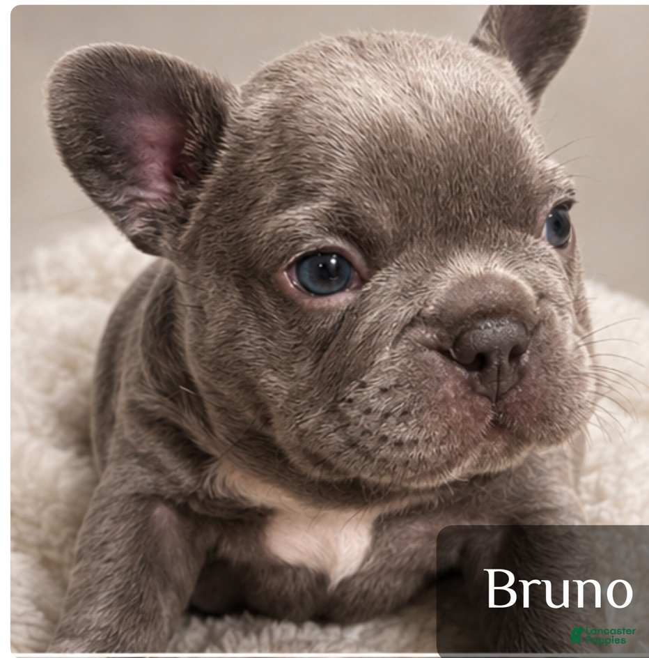 French Bulldog dogs Bruno - French Bulldog 1 - Ad 10