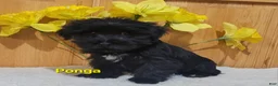 Morkie dogs for sale: Ponga - Ad 5