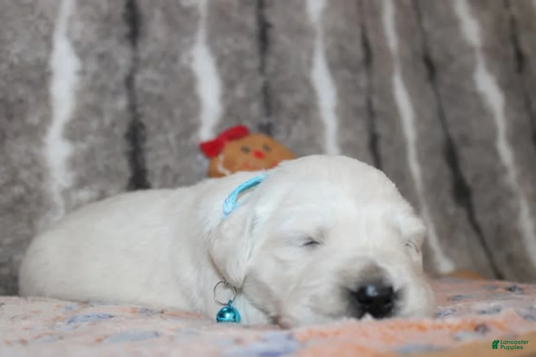 Golden Retriever dogs for sale: Tucker - Ad 2