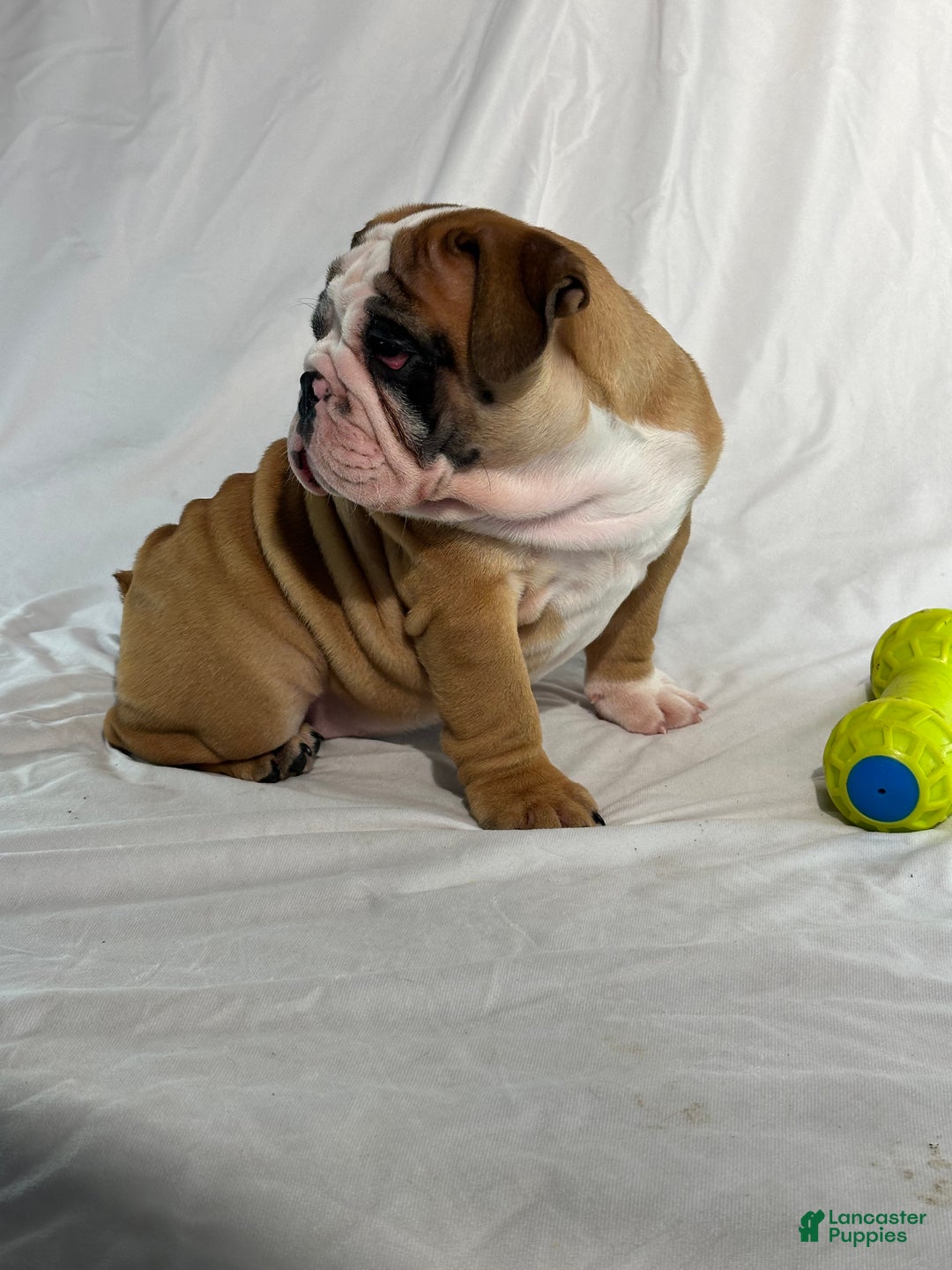 English Bulldog dogs for sale: Rosie - Ad 6