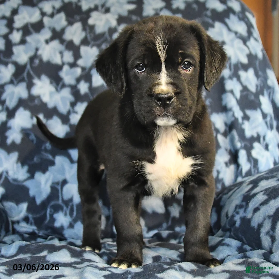 Mixed Breed dogs for sale: Lincoln - Ad 1