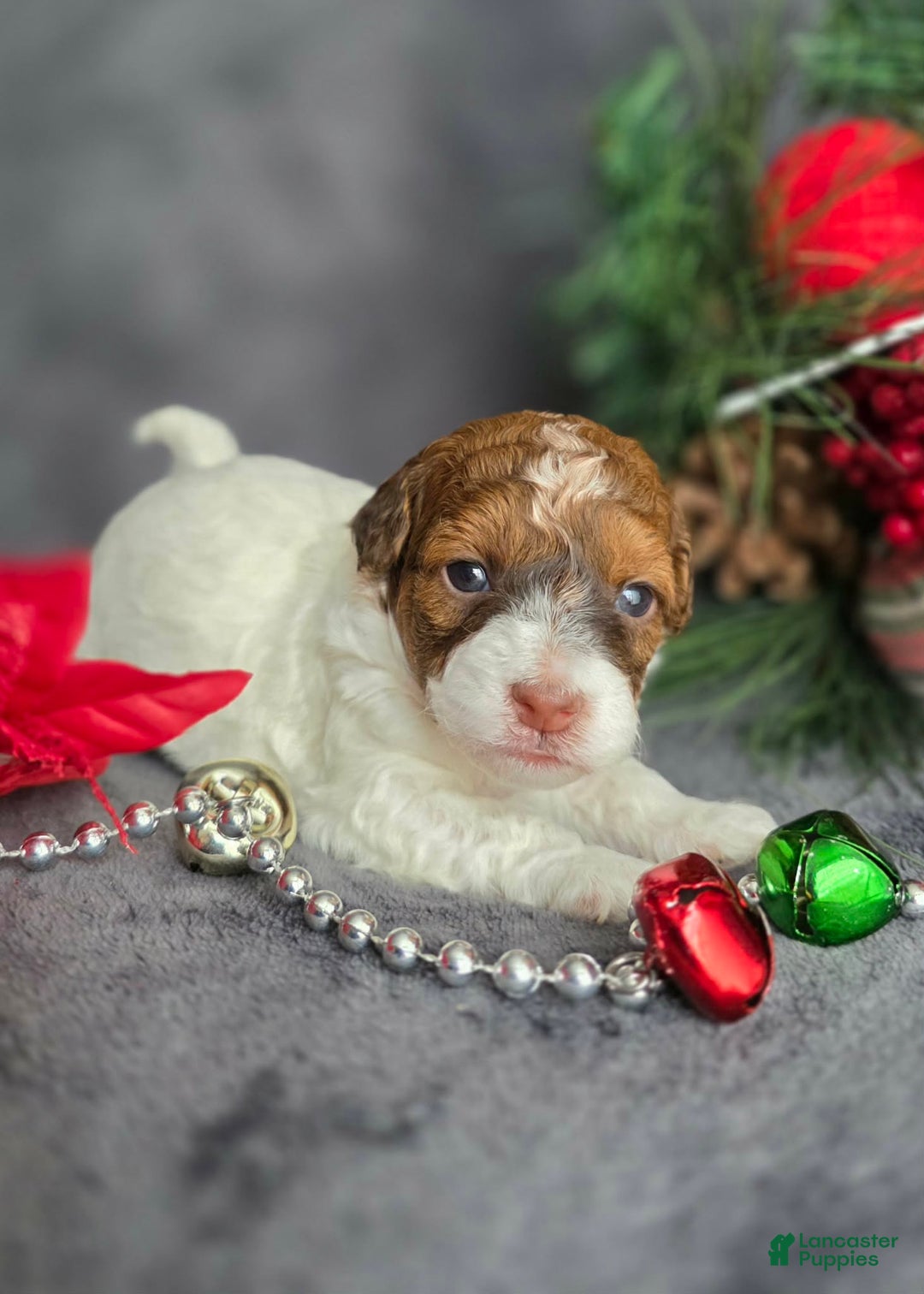 Havapoo dogs for sale: Ledger - Ad 4