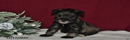 Miniature Schnauzer dogs for sale: Daisy - Ad 4