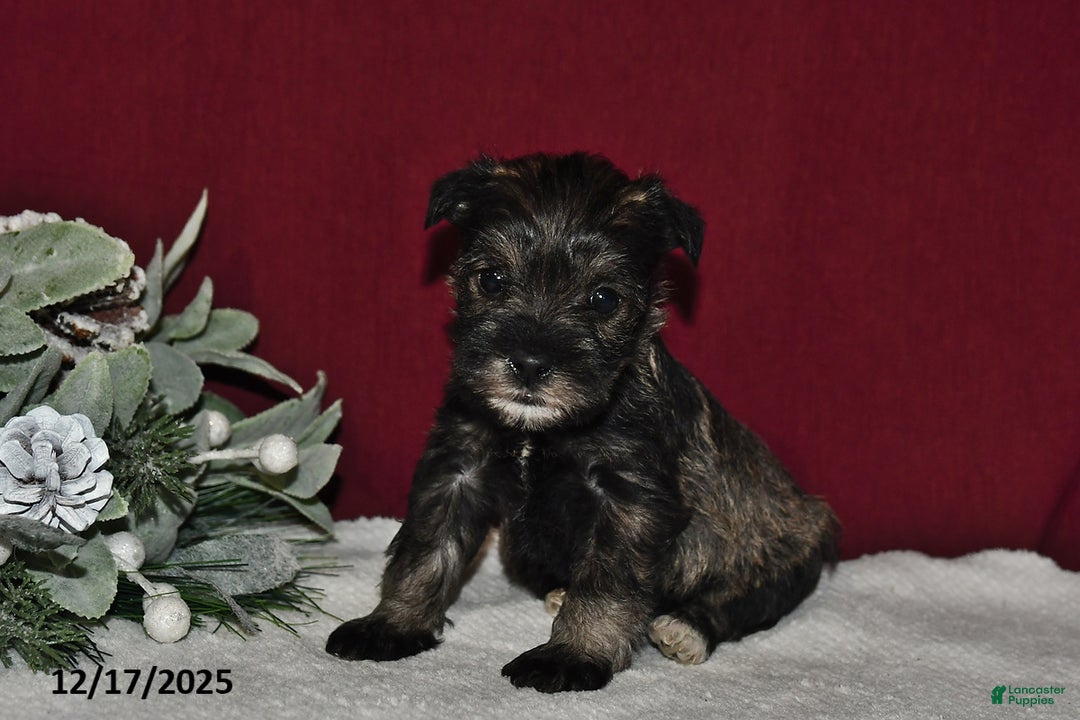 Miniature Schnauzer dogs for sale: Daisy - Ad 4
