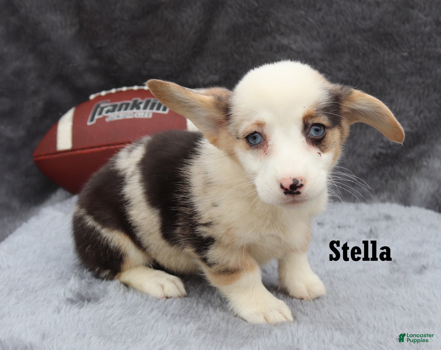 Welsh Corgi Pembroke dogs Stella - Ad 2