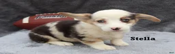 Welsh Corgi Pembroke dogs for sale: Stella - Ad 2