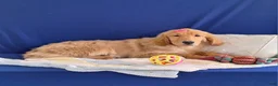 Golden Retriever dogs for sale: Bethany - Ad 2