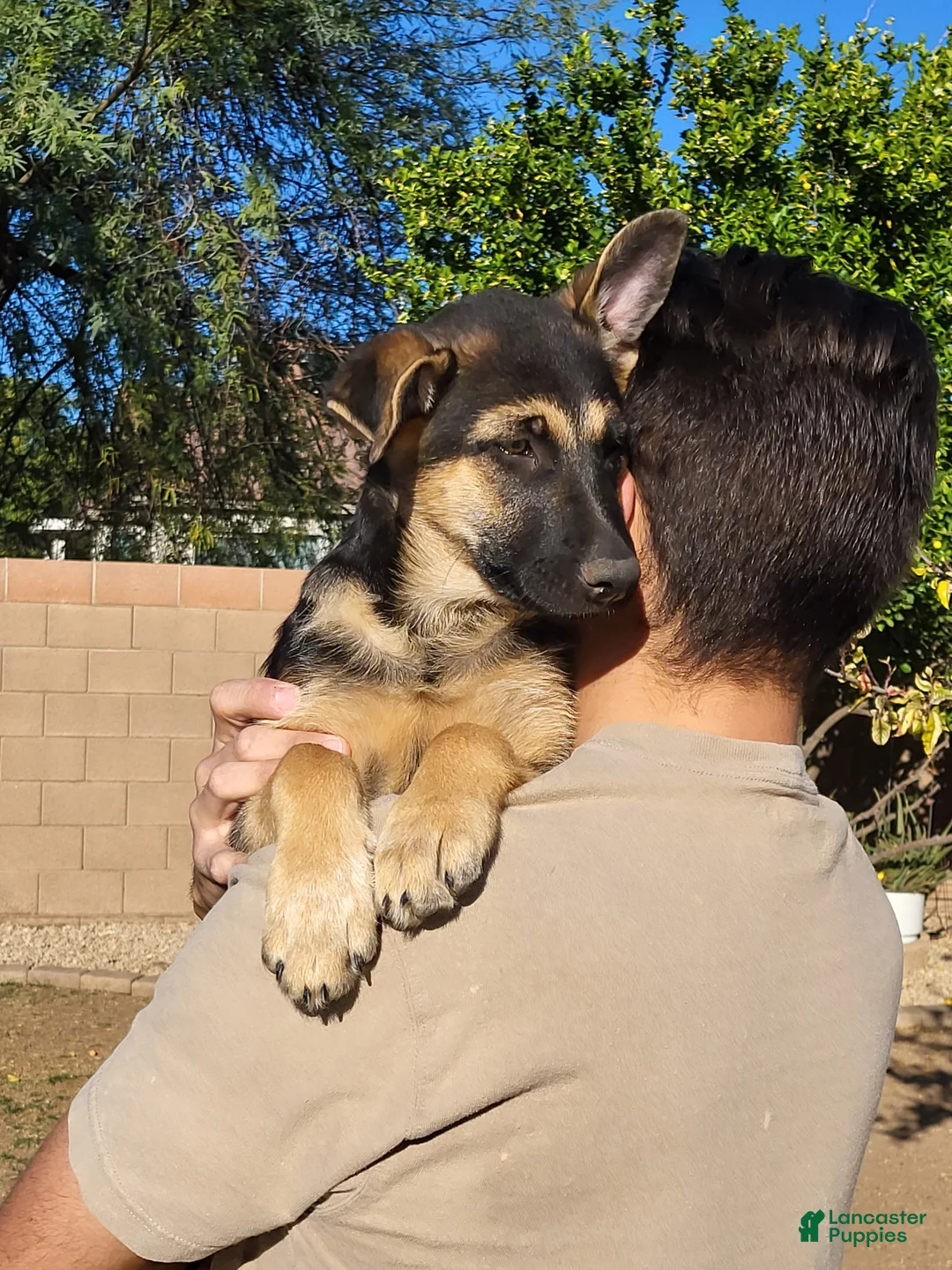 German Shepherd dogs for sale: German Shepherd Puppy 5 - Ad 2