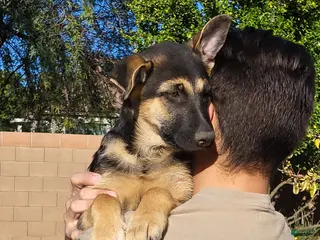 German Shepherd dogs German Shepherd Puppy 5 - Ad 17