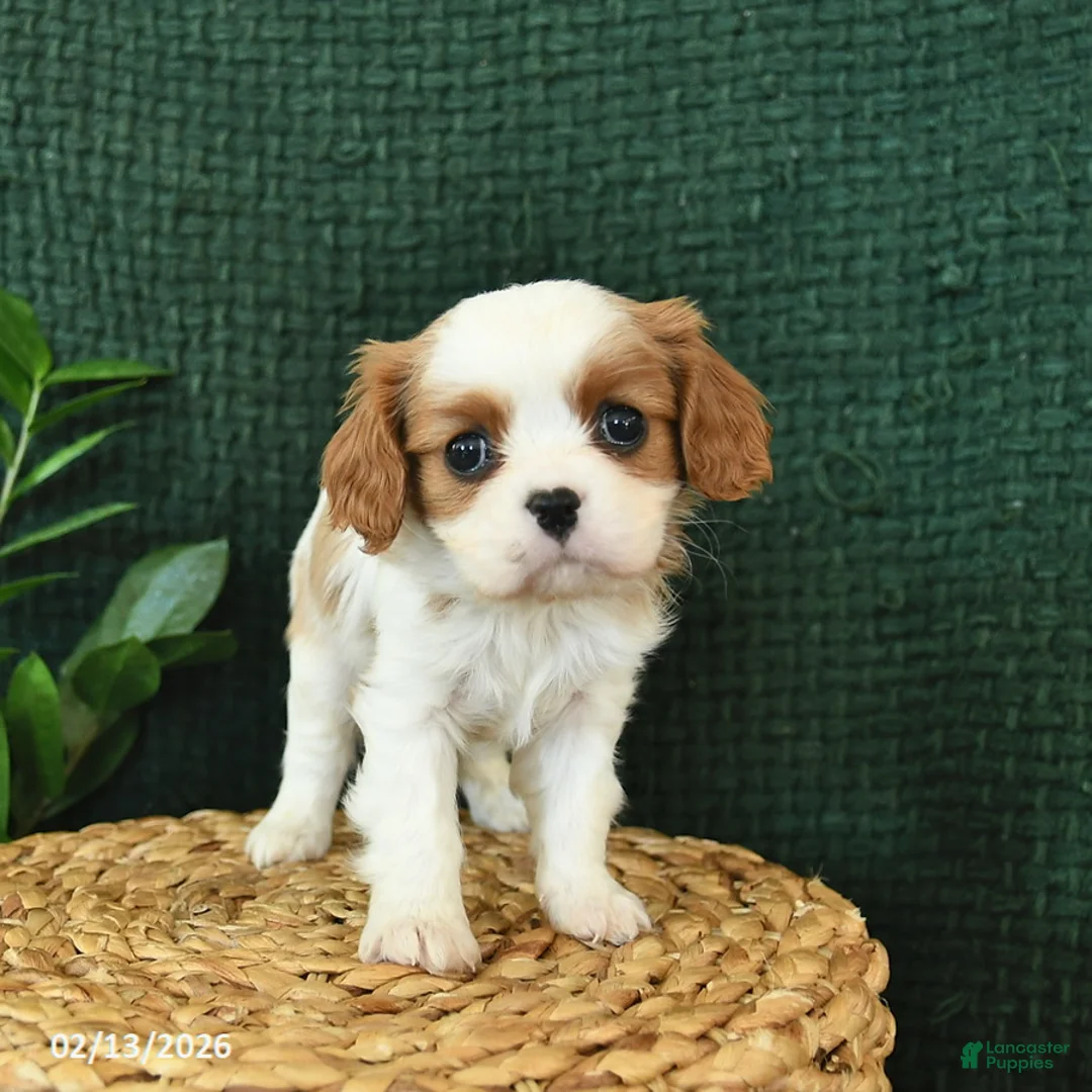 Cavalier King Charles Spaniel dogs for sale: Jack  - Ad 1