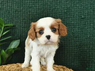 Cavalier King Charles Spaniel dogs Jack - Ad 2